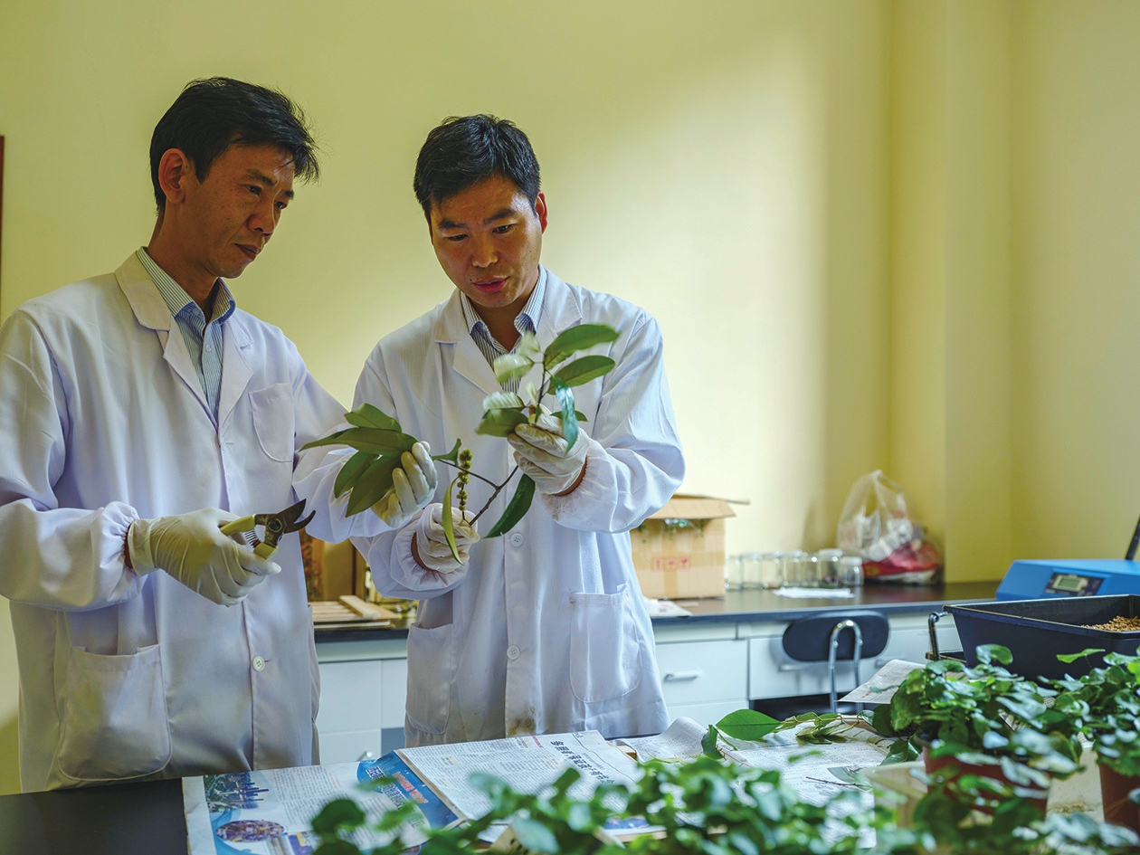8月5日,科研人员在三峡集团长江珍稀植物研究所实验室制作植物标. .
