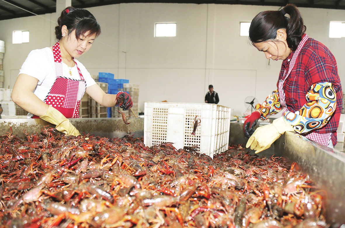 6月9日,"虾嫂"们在分拣小龙虾.